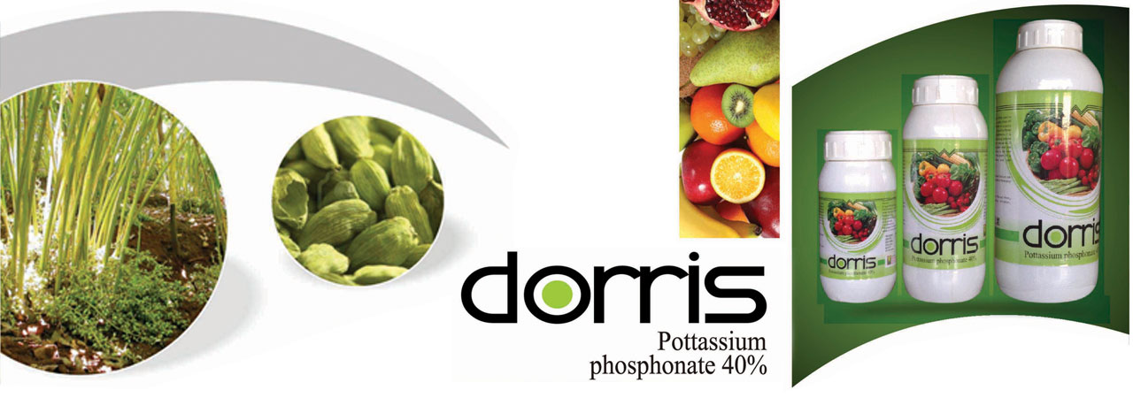 WhitefieldInternational